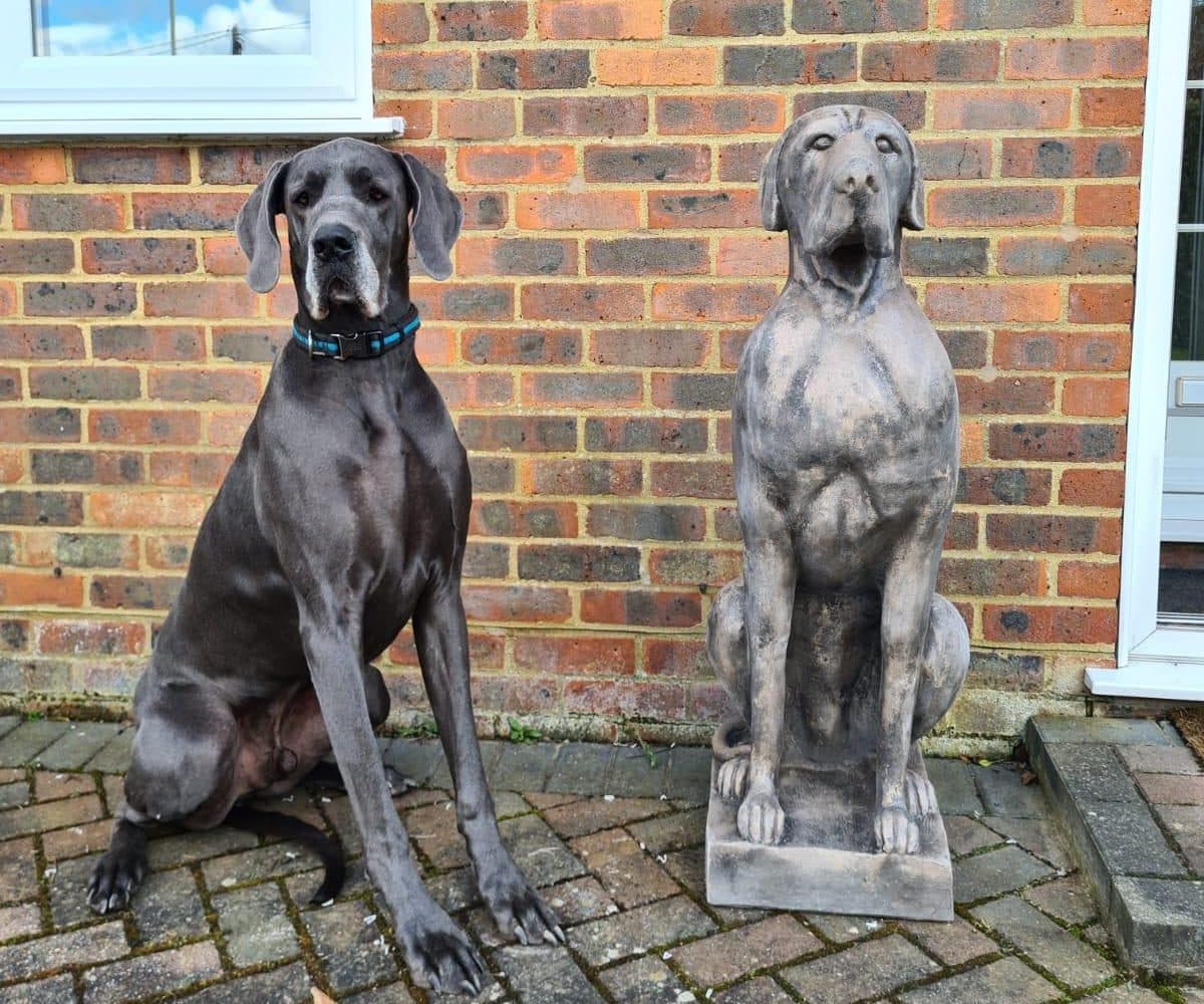 Single Large Great Dane