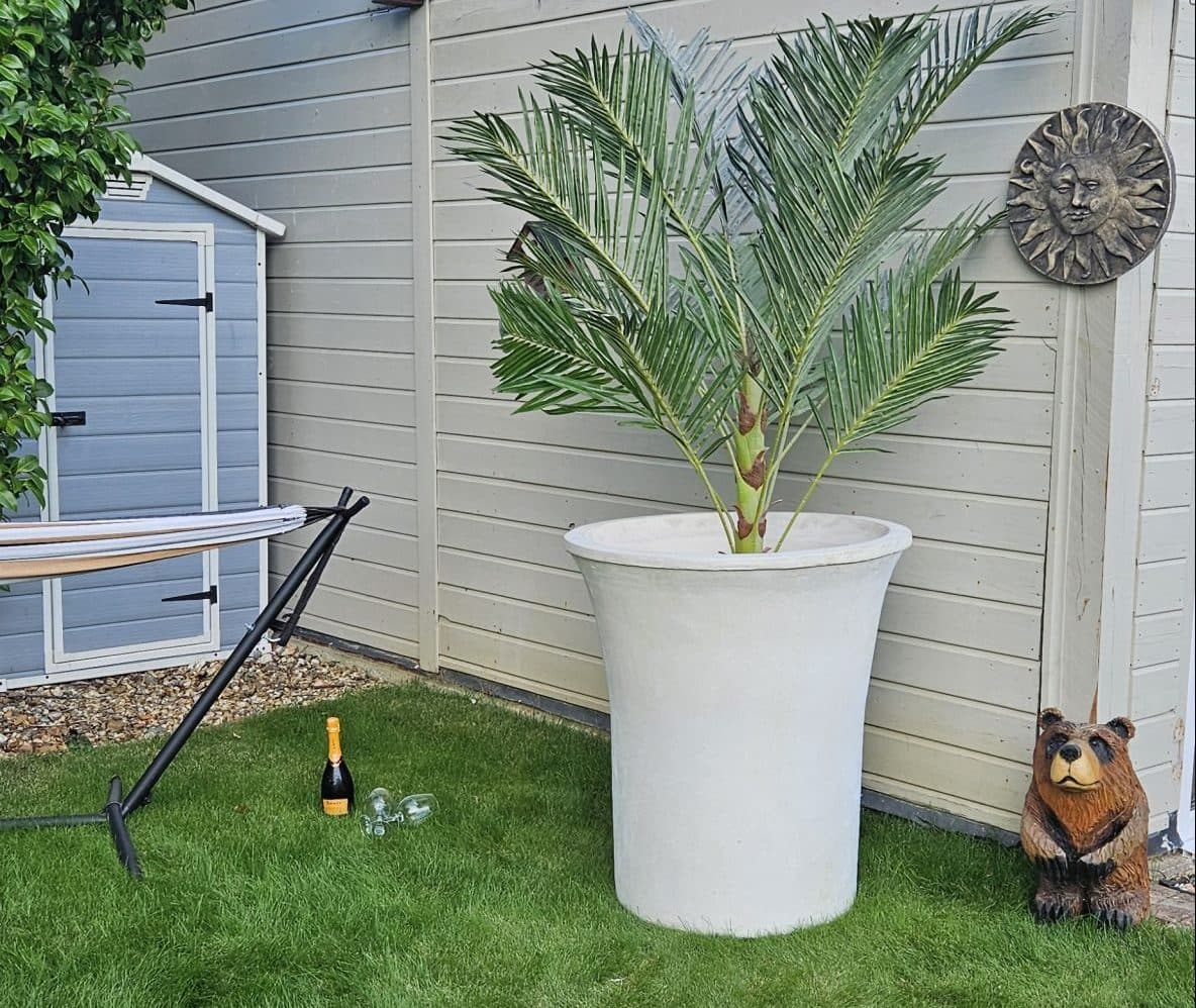 Single Large olive tree stone contemporary planter pots