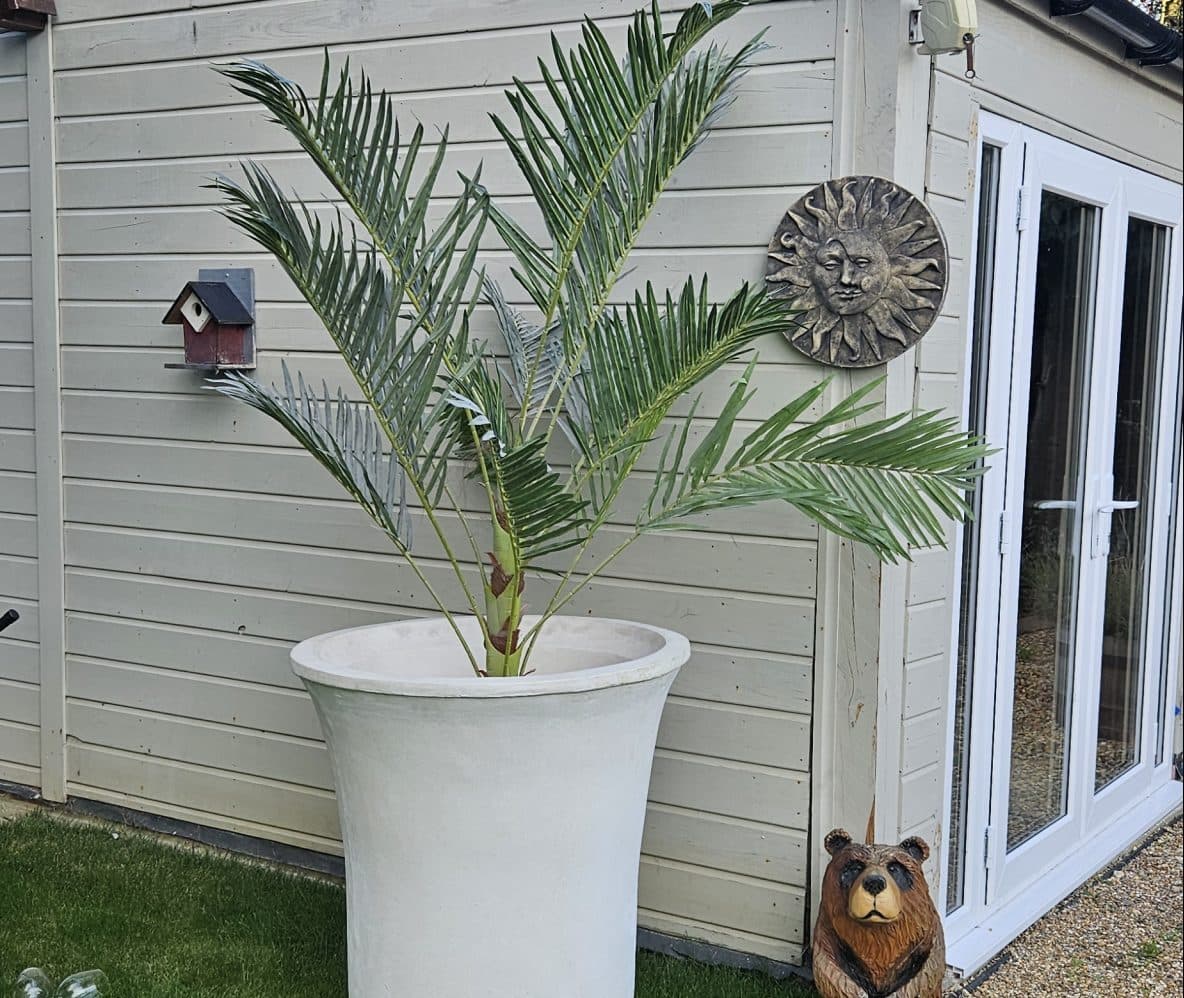 Single Large olive tree stone contemporary planter pots
