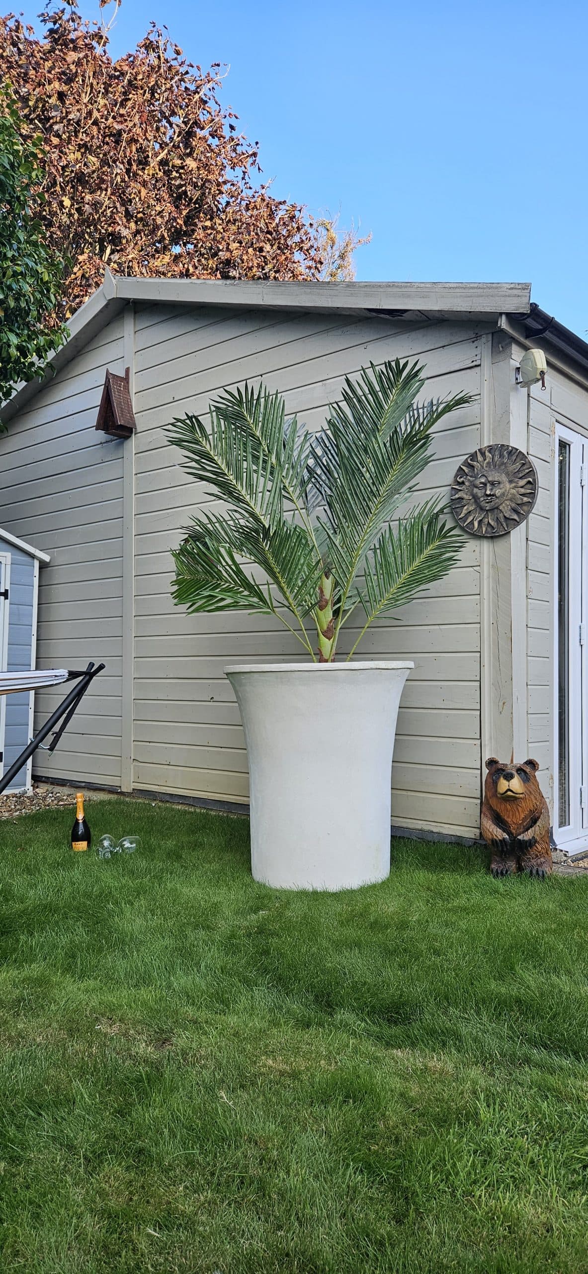 Single Large olive tree stone contemporary planter pots