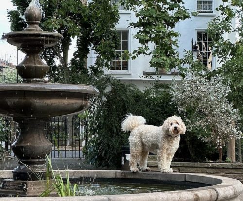 large regis fountain in large romford